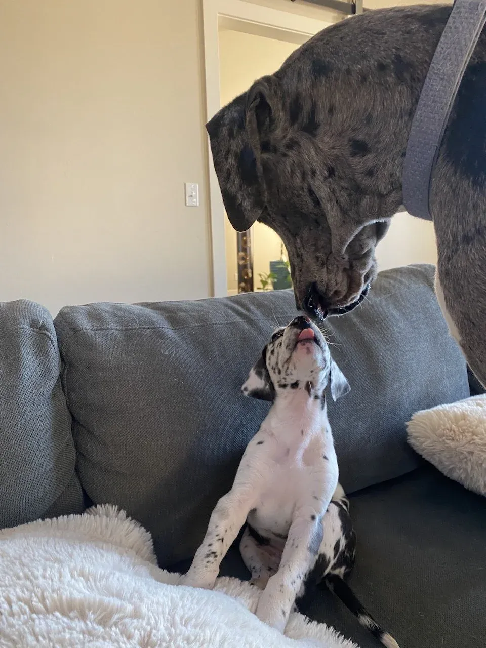 A gentle Great Dane mother lovingly licking her puppy clean.
