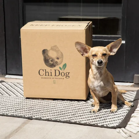 A gentle hand petting a dog, symbolizing comfort and care for pets with health challenges.