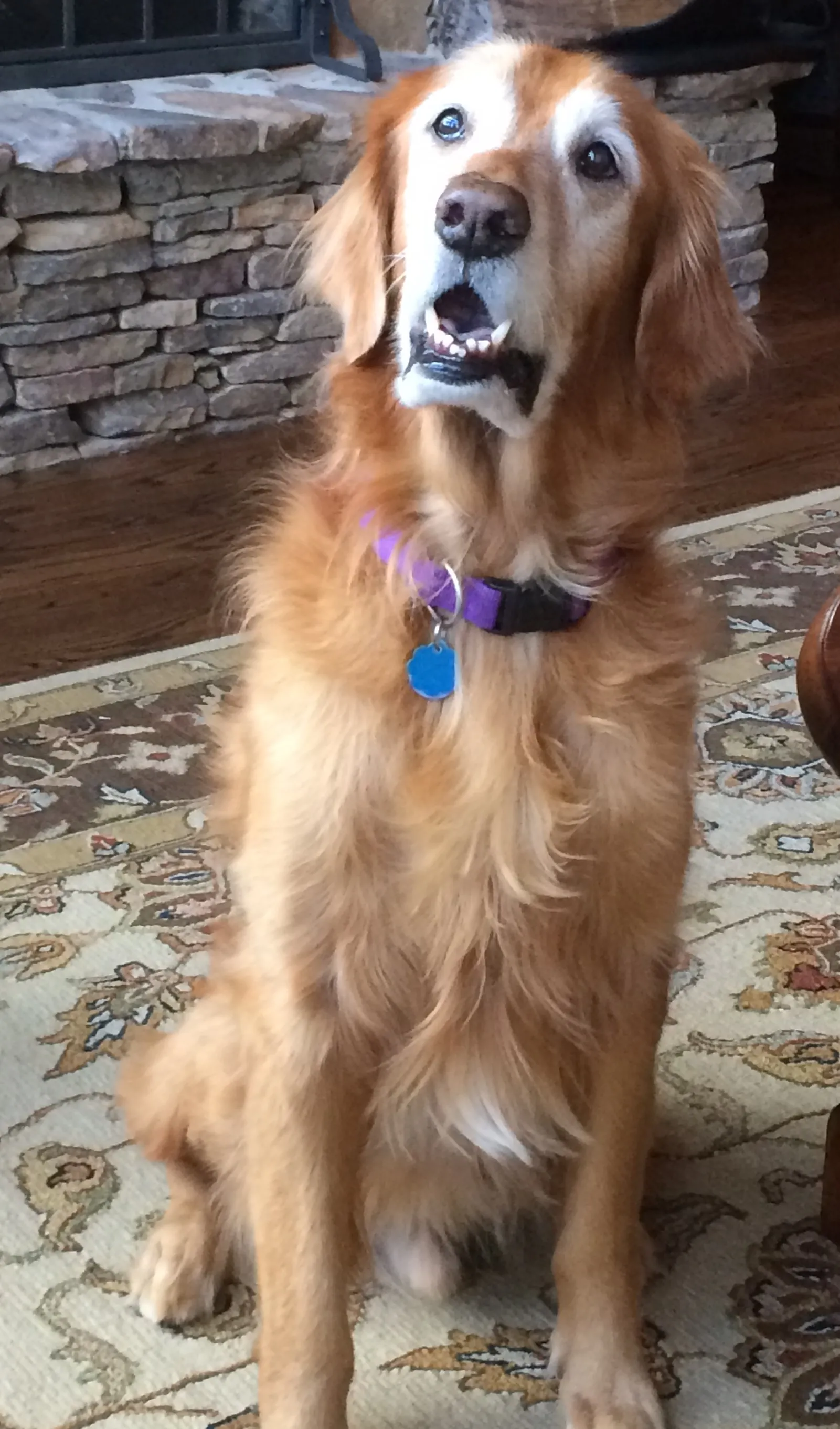 A gentle senior Golden Retriever with a white muzzle, looking calmly ahead.