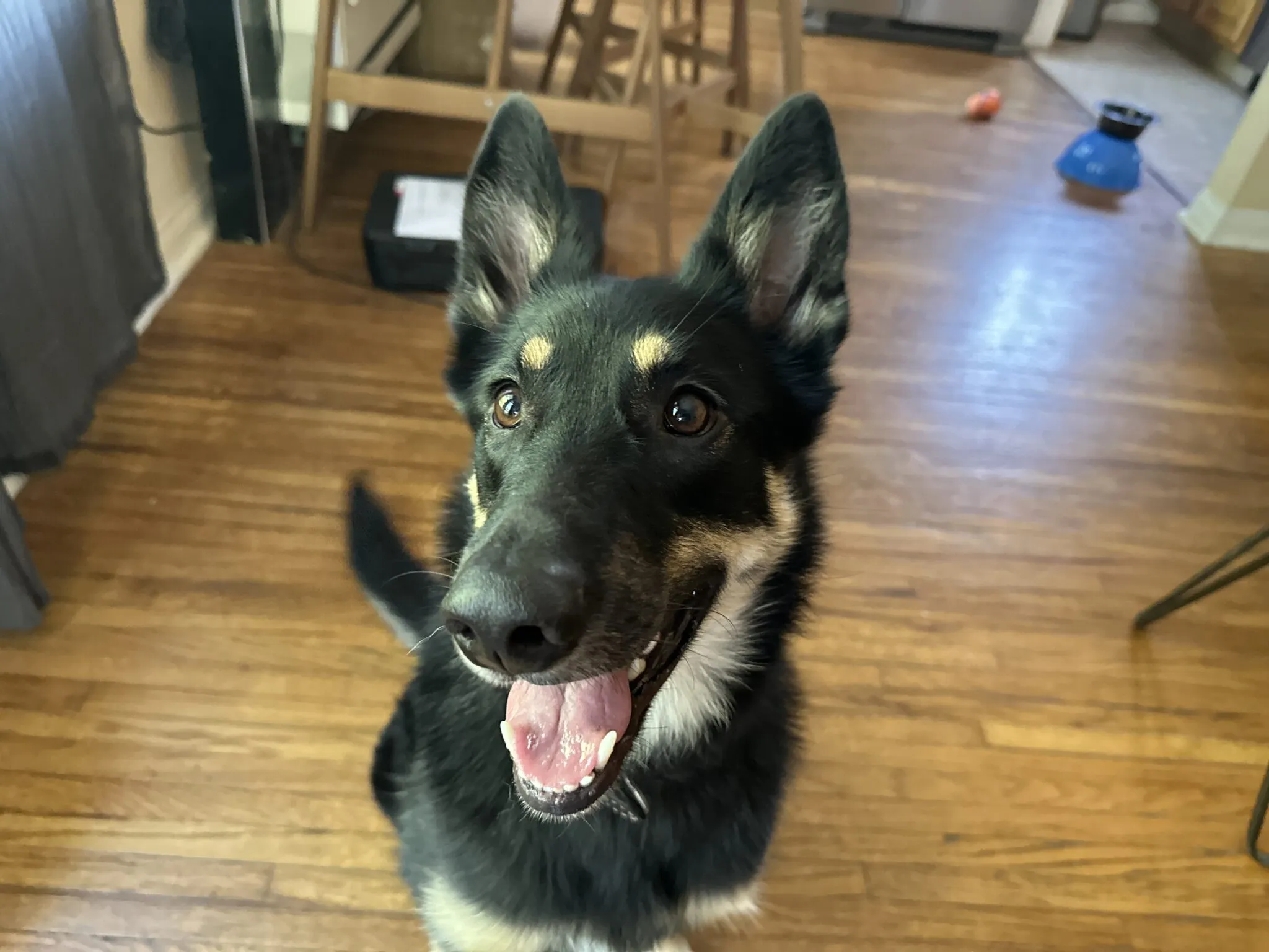 A German Shepherd and Border Collie mix, Moody, calmly sitting indoors with a person