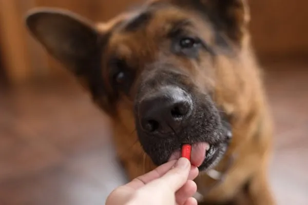 A German Shepherd dog gently taking a pill from its owner's hand