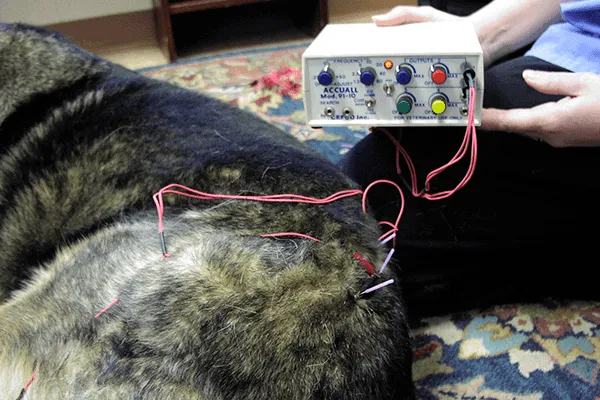 A German Shepherd dog is receiving electroacupuncture treatment on its hindquarters as part of a comprehensive hip dysplasia management plan.