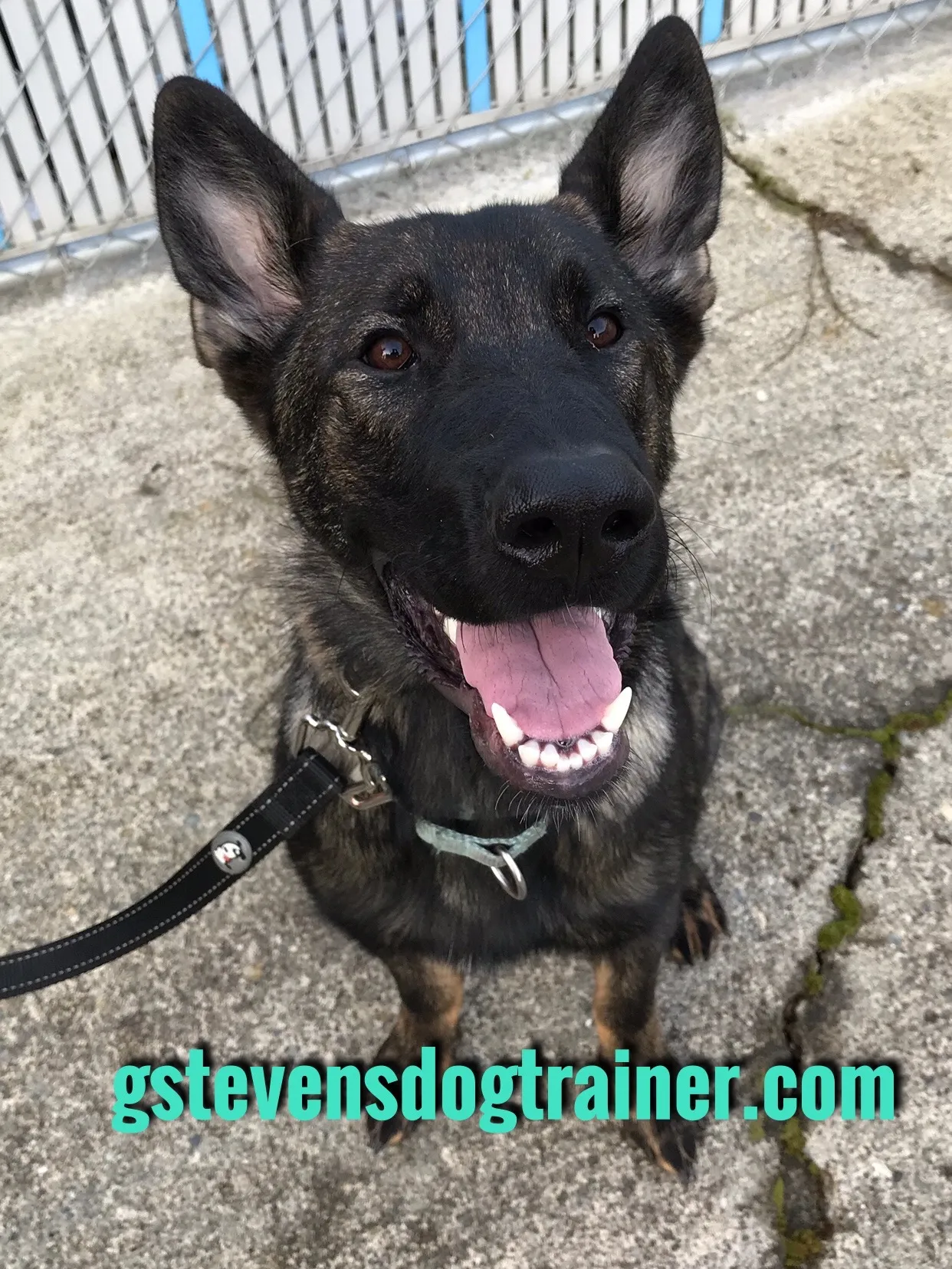 A German Shepherd looking calmly at the camera, sitting attentively in an outdoor setting.