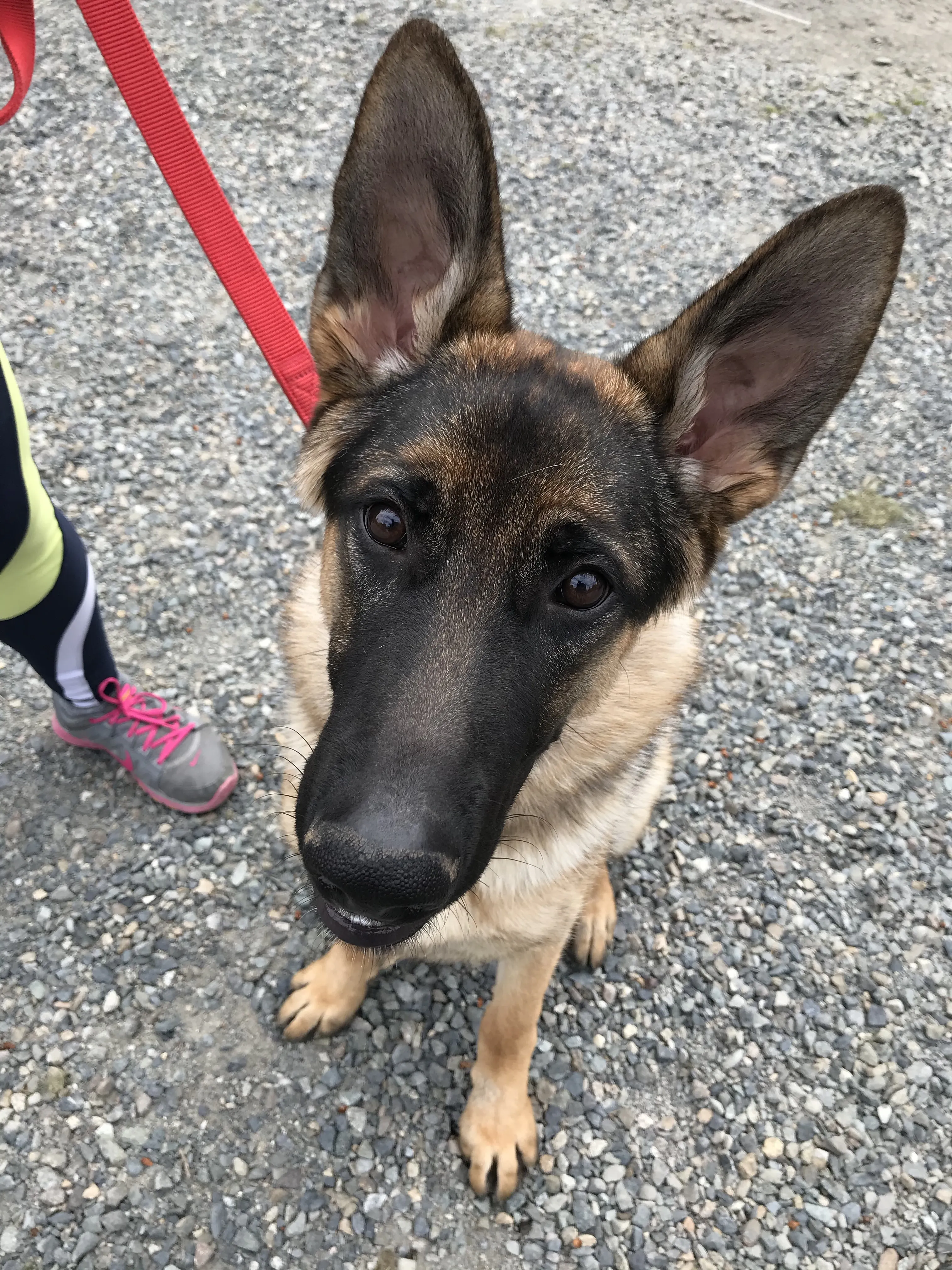 A German Shepherd looking up intently, sitting patiently in a home environment.