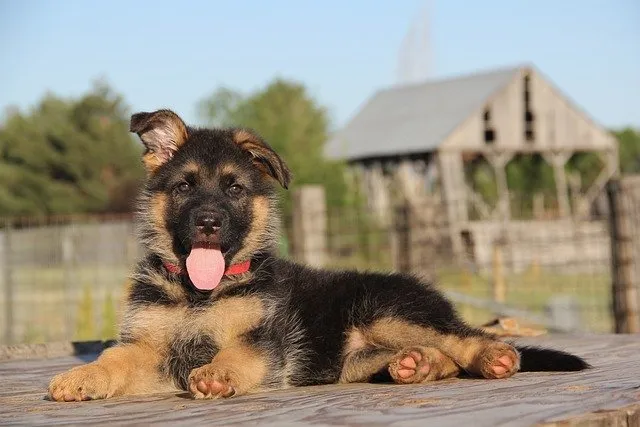 A German Shepherd on a leash with a handler.