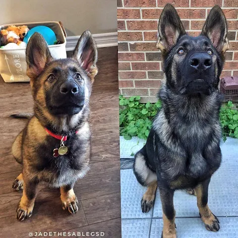 A German Shepherd puppy at 2.5 months compared to 6 months, showing significant increase in size