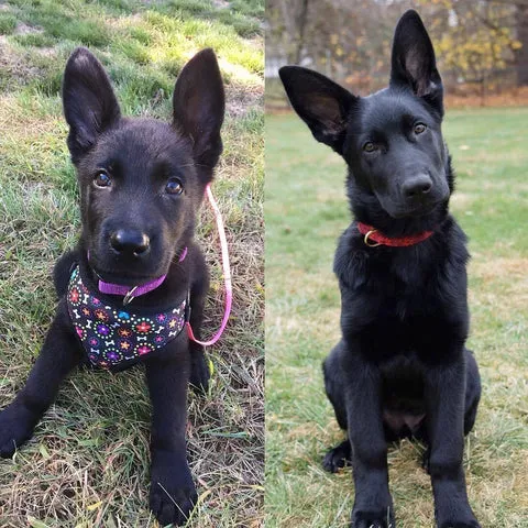 A German Shepherd puppy at 9 weeks next to the same dog at 17 weeks, highlighting rapid development