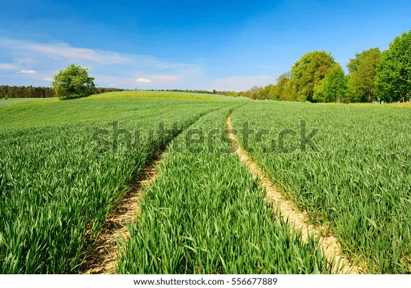 A German Shepherd puppy during a training session, demonstrating good focus while learning to sit.
