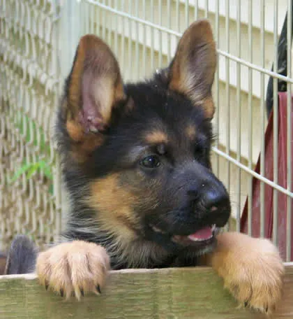 A German Shepherd puppy from Kolenda Kennels, showcasing its black and red coat