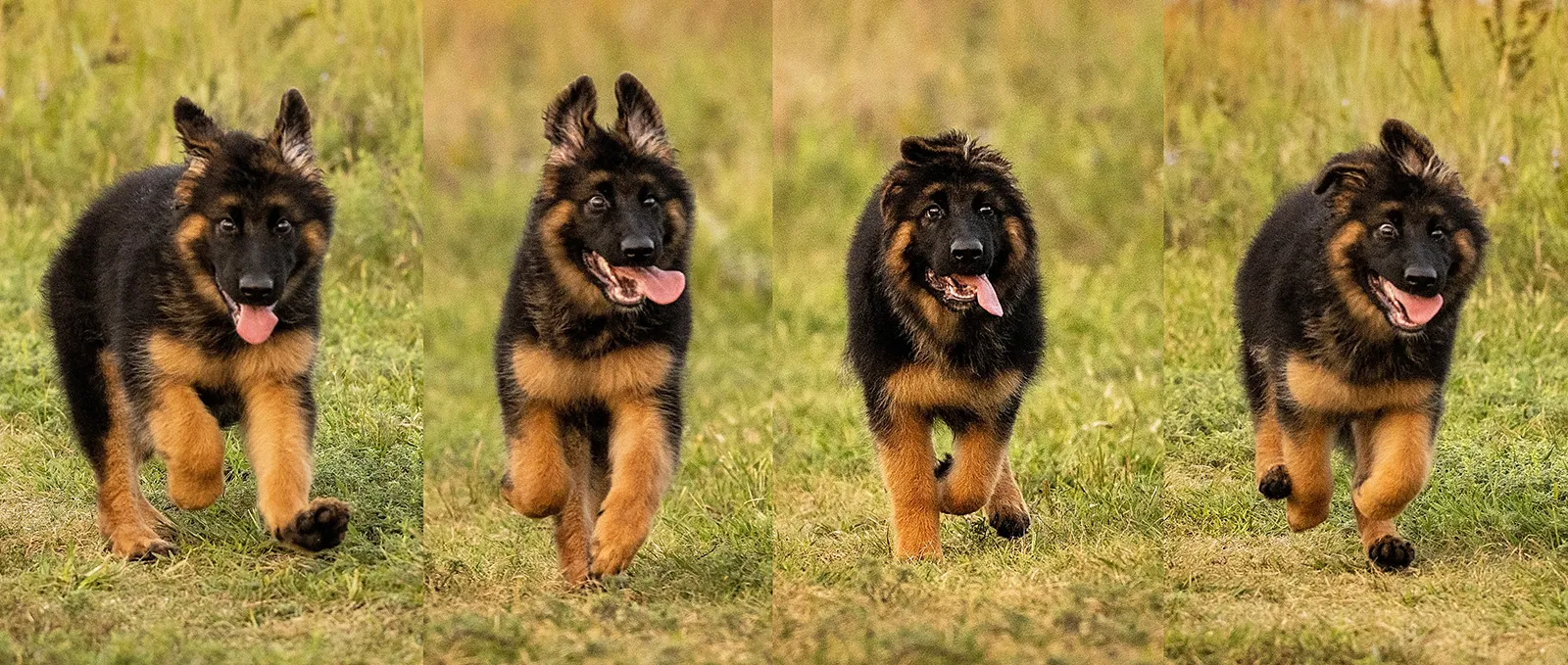 A German Shepherd puppy running joyfully through a grassy field