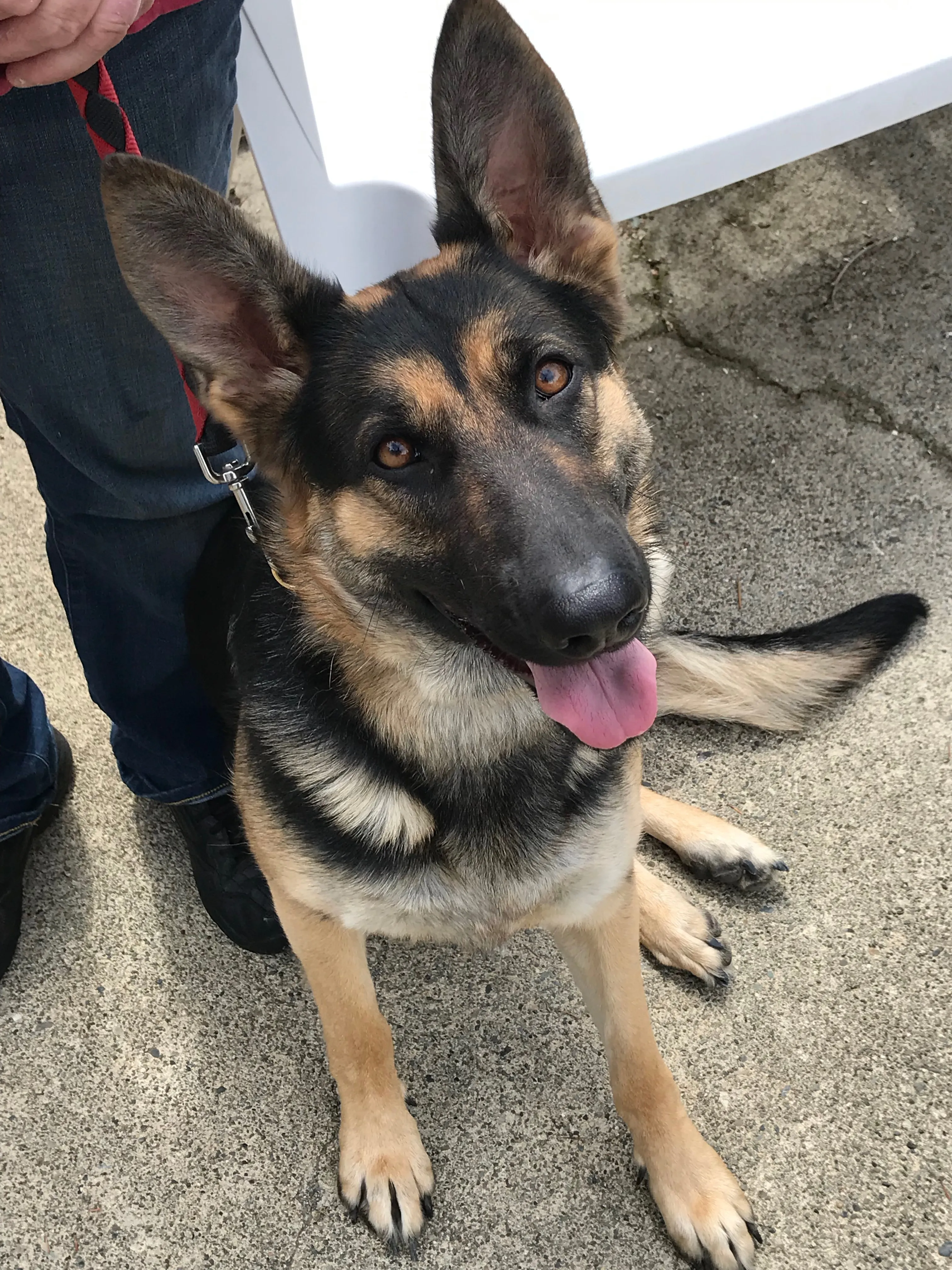 A German Shepherd sitting patiently next to a person's legs, looking focused during a training session outdoors.