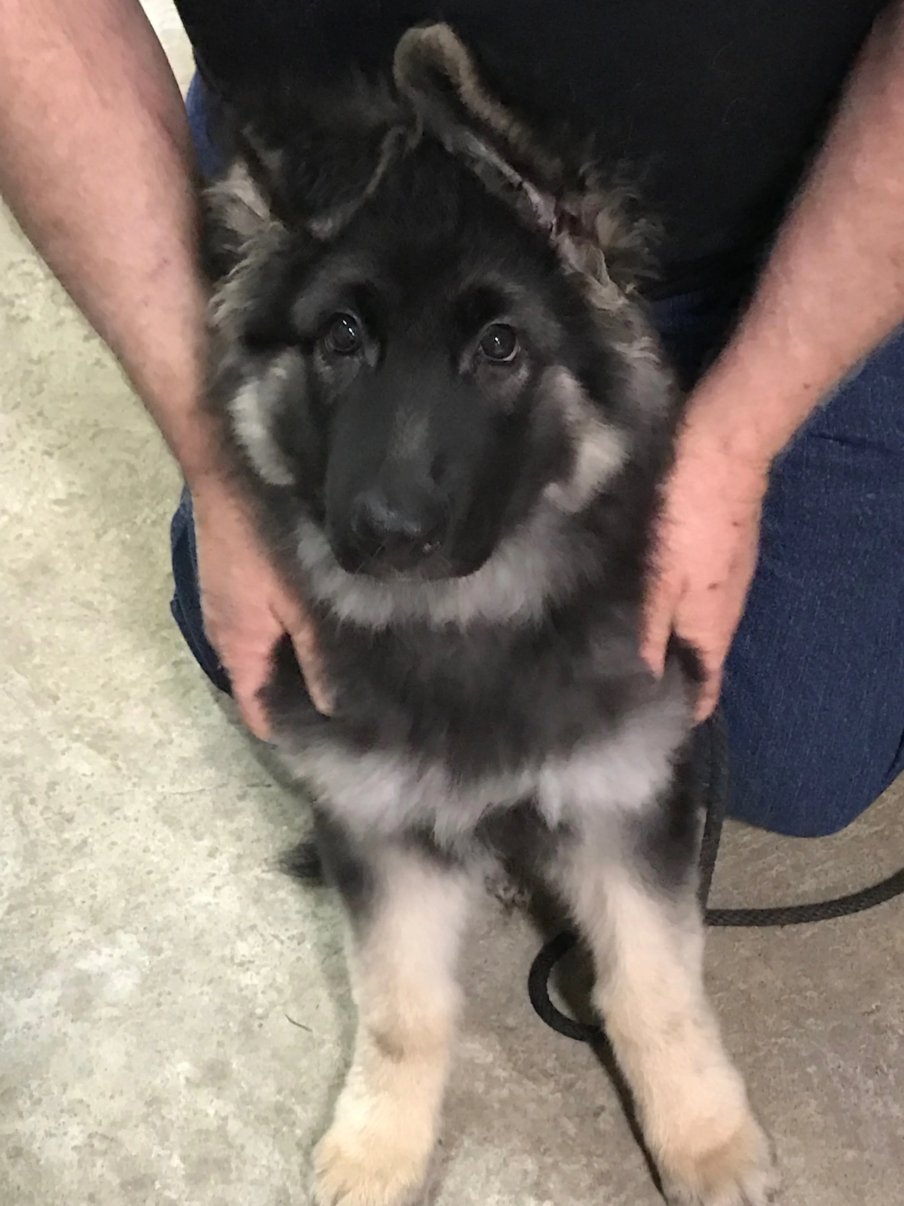 A German Shepherd with a bright red ball in its mouth, standing in a grassy area with trees in the background.