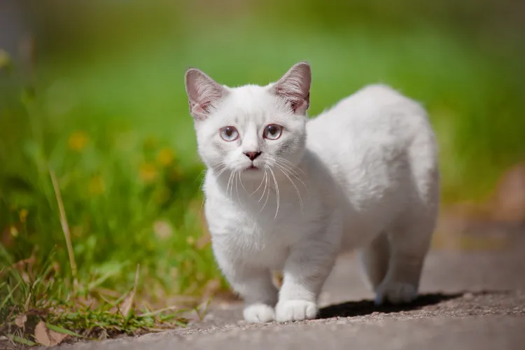 A ginger Munchkin cat with short legs sitting attentively, showcasing its unique proportions