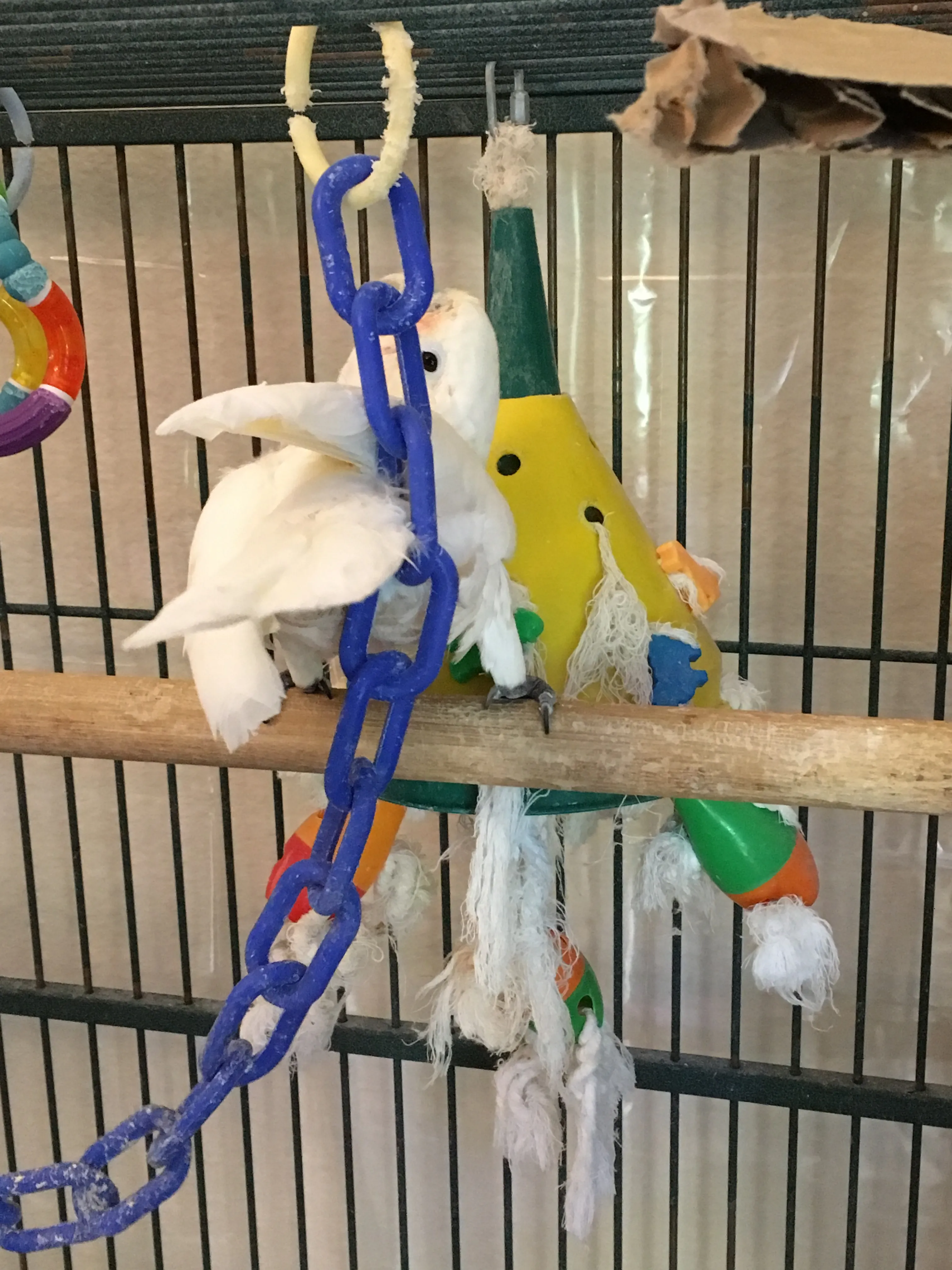 A Goffin's cockatoo hen rubbing against a toy for self-stimulation.