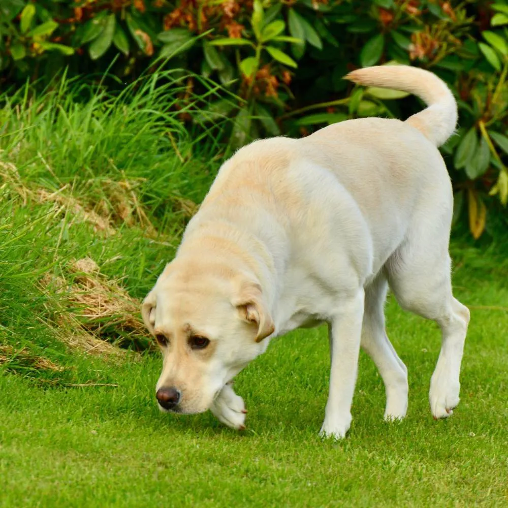A golden Labrador Retriever sitting attentively in a green grassy field