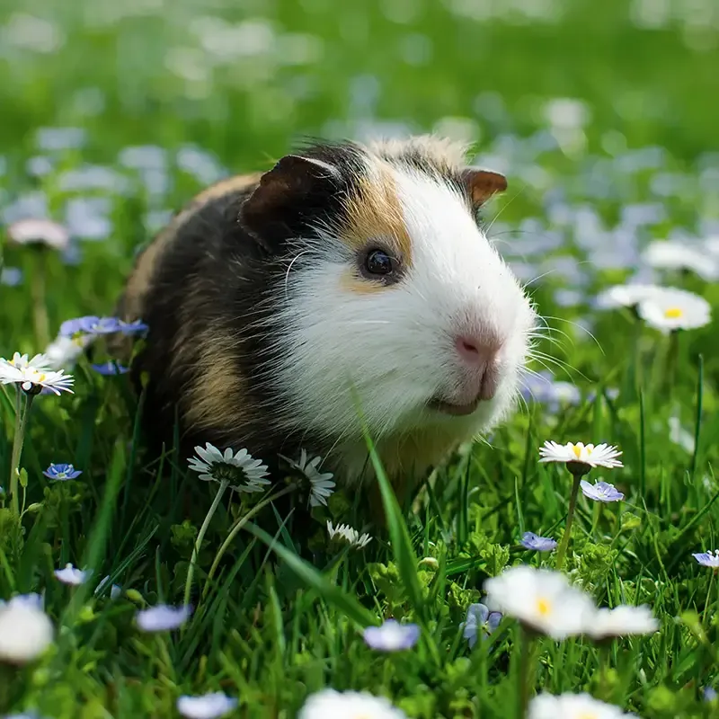 A golden retriever dog looking affectionately at its human, illustrating the strong bond and trust between pets and their owners.