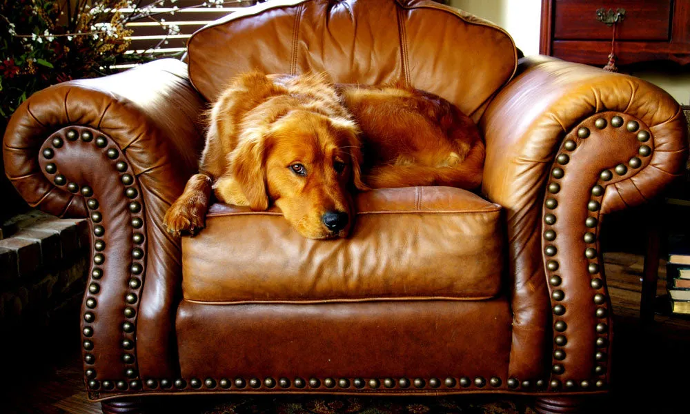 A Golden Retriever dog running happily on a beach with water splashing