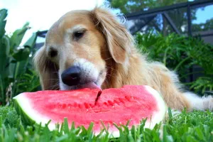 A Golden Retriever enjoying a healthy homemade treat, possibly fruit or a dog biscuit