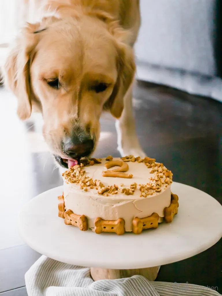 A golden retriever enjoying a piece of the homemade pumpkin dog cake with peanut butter frosting