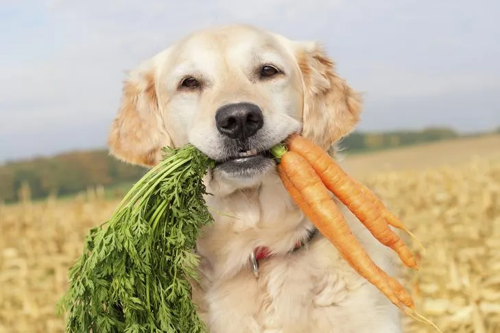 A Golden Retriever gently holding several carrots in its mouth.