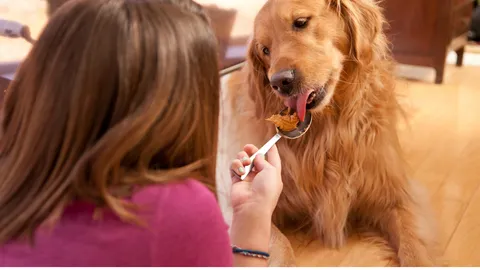 A Golden Retriever happily enjoying peanut butter from a person's hand, illustrating a high-calorie treat.