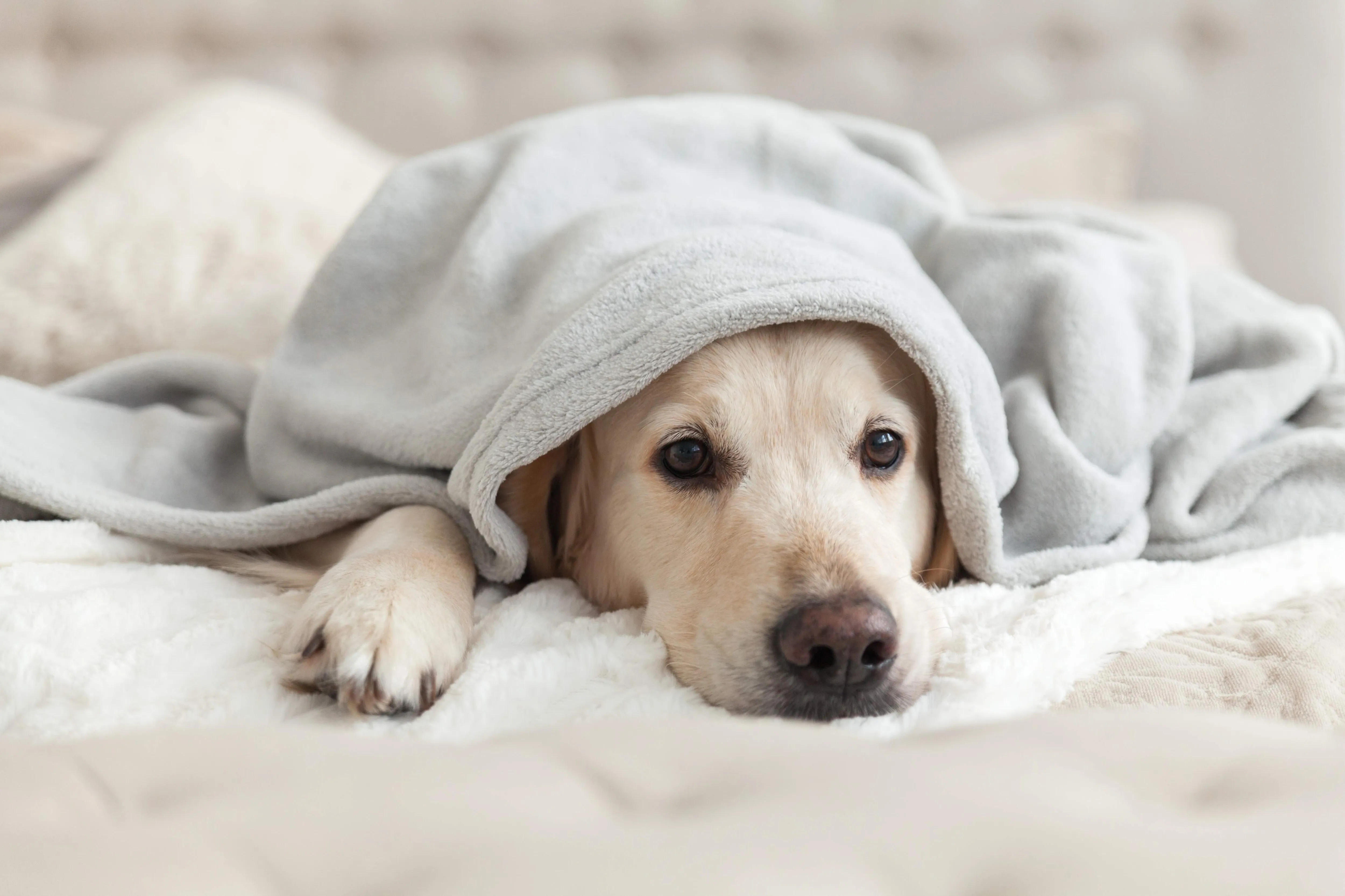 A golden retriever hiding under a warm blanket in a human bed, illustrating comfort and pet-owner bond.