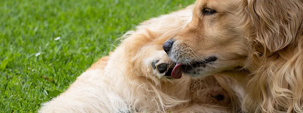 A Golden Retriever lying on a grassy lawn, licking its front paw.