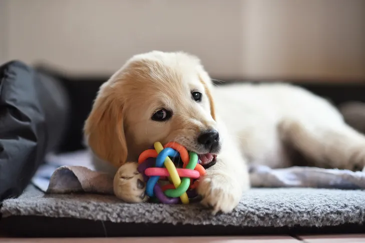 A Golden Retriever puppy happily chewing on a yellow ball while resting in a soft dog bed indoors.