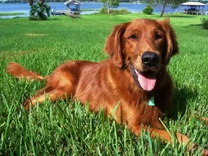 A Golden Retriever puppy playing gently with a small child in a grassy backyard