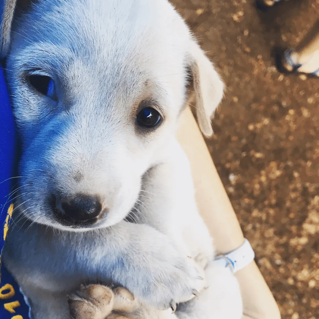 A golden retriever puppy sitting attentively on a grassy outdoor setting.