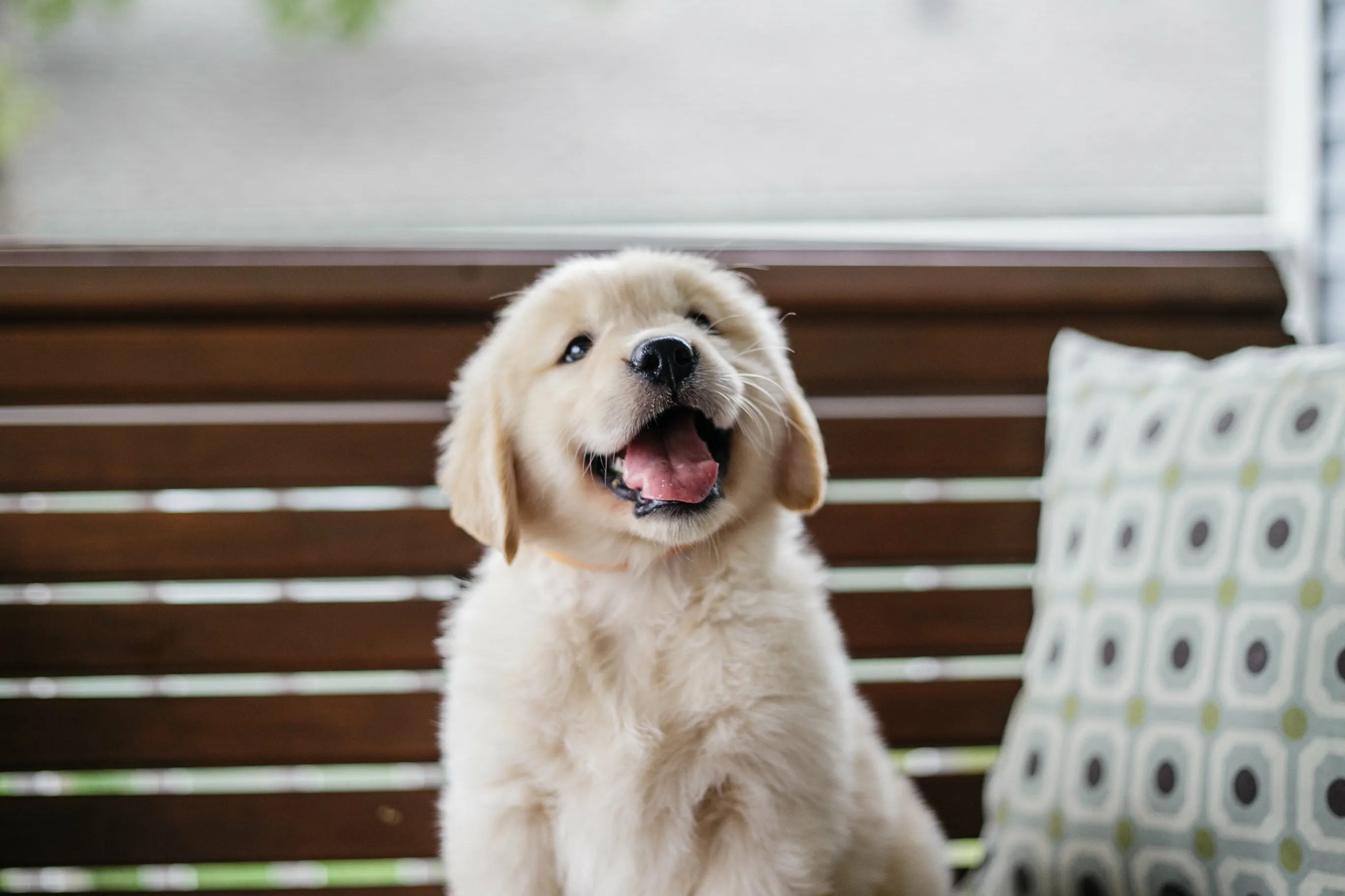 A golden retriever puppy smiling, capturing its friendly and endearing personality.