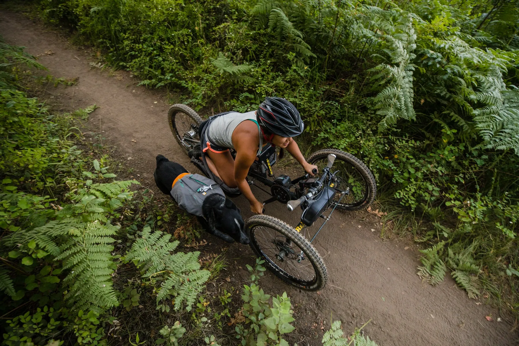 A golden retriever running alongside a woman on an arm bike, wearing a Switchbak harness
