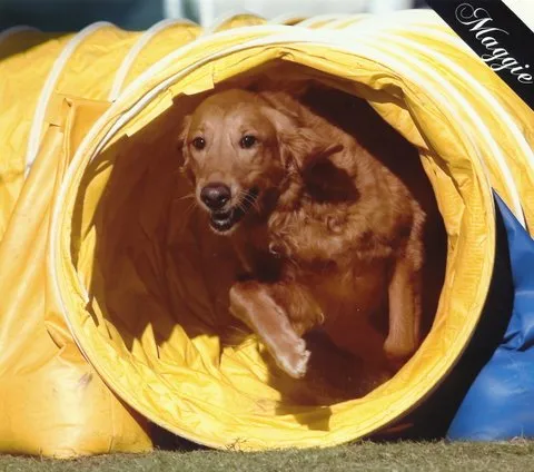 A Golden Retriever running through an agility tunnel, demonstrating its athleticism