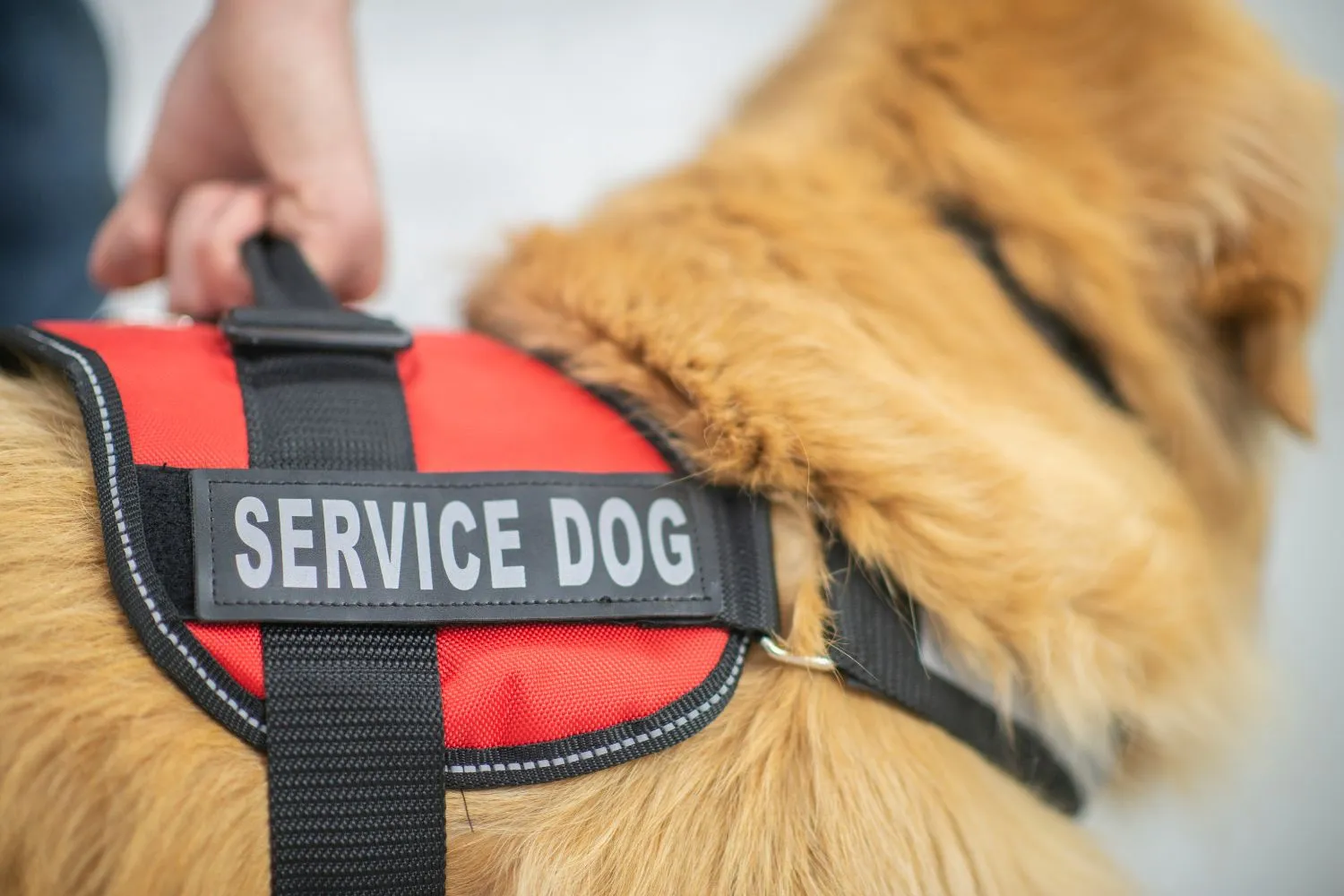 A golden retriever service dog with a harness looking alert
