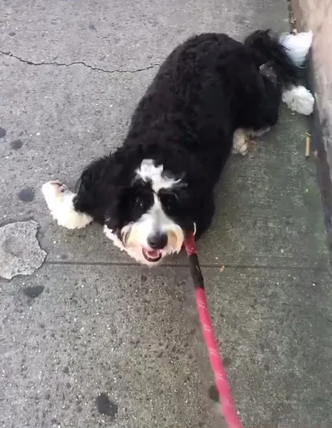 A golden retriever sits patiently, looking at a handful of dog treats offered by a hand, demonstrating the effectiveness of positive reinforcement.