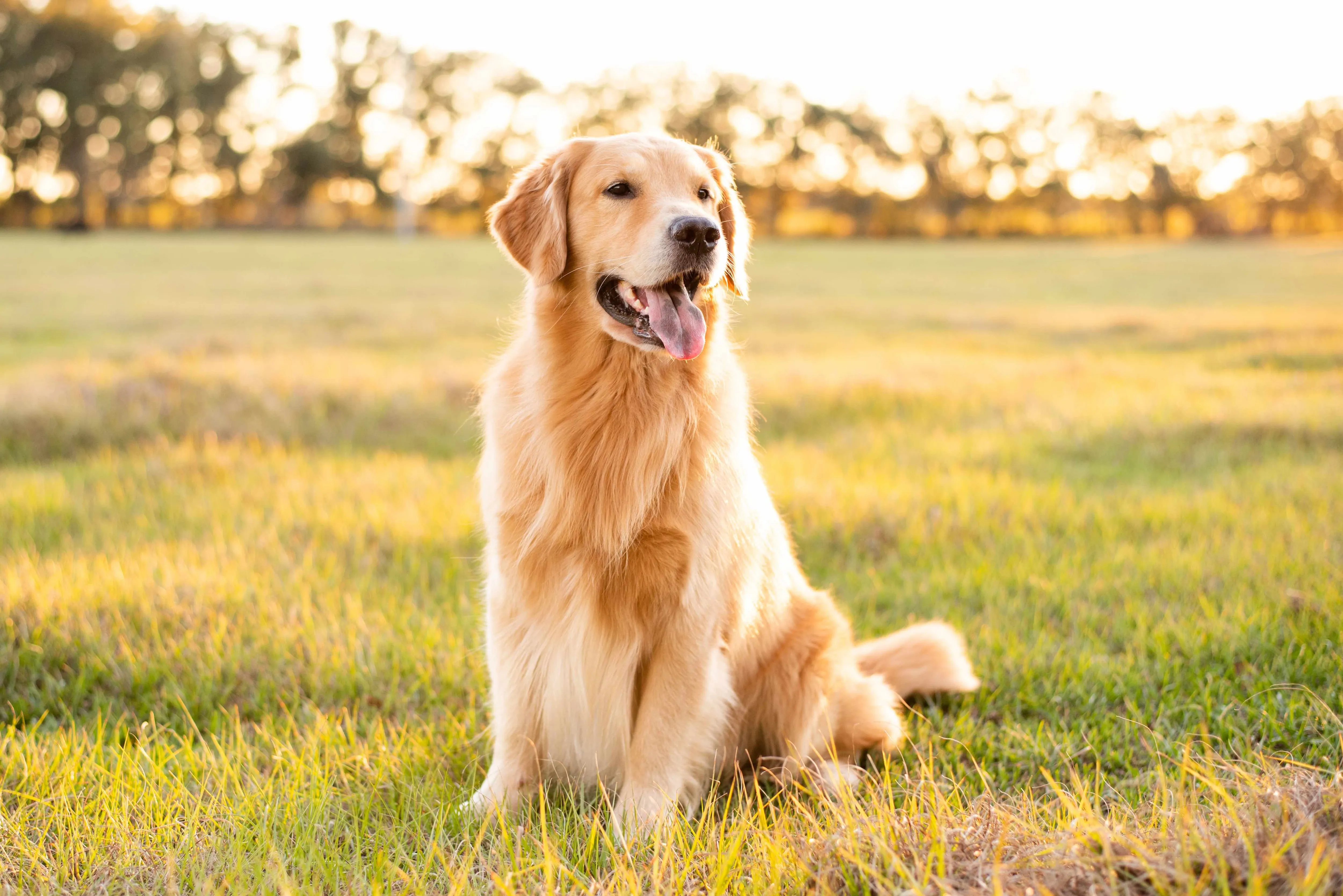 A golden retriever sitting calmly at golden hour, showcasing its serene and gentle nature.