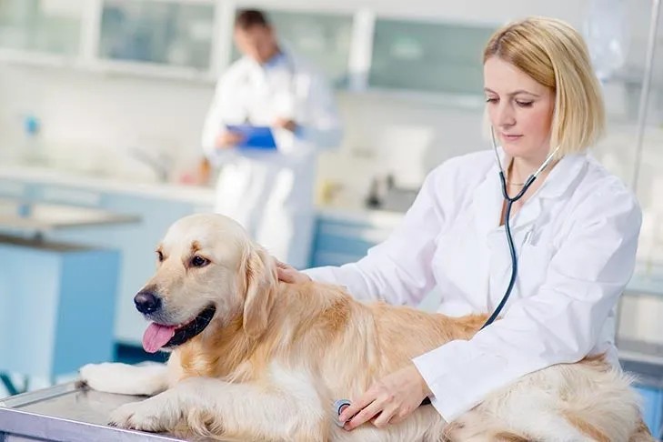A golden retriever with a female veterinarian during a check-up