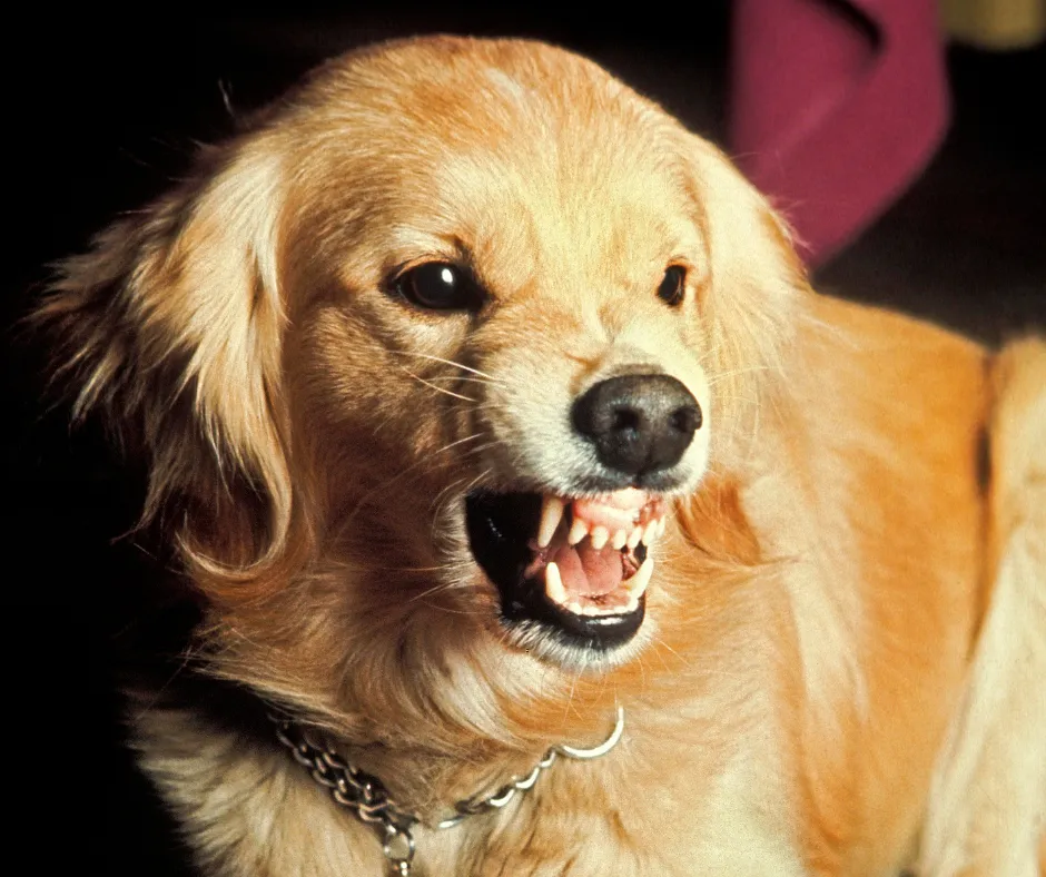 A Golden Retriever with a tense expression looking sideways, possibly indicating stress or reactive behavior.