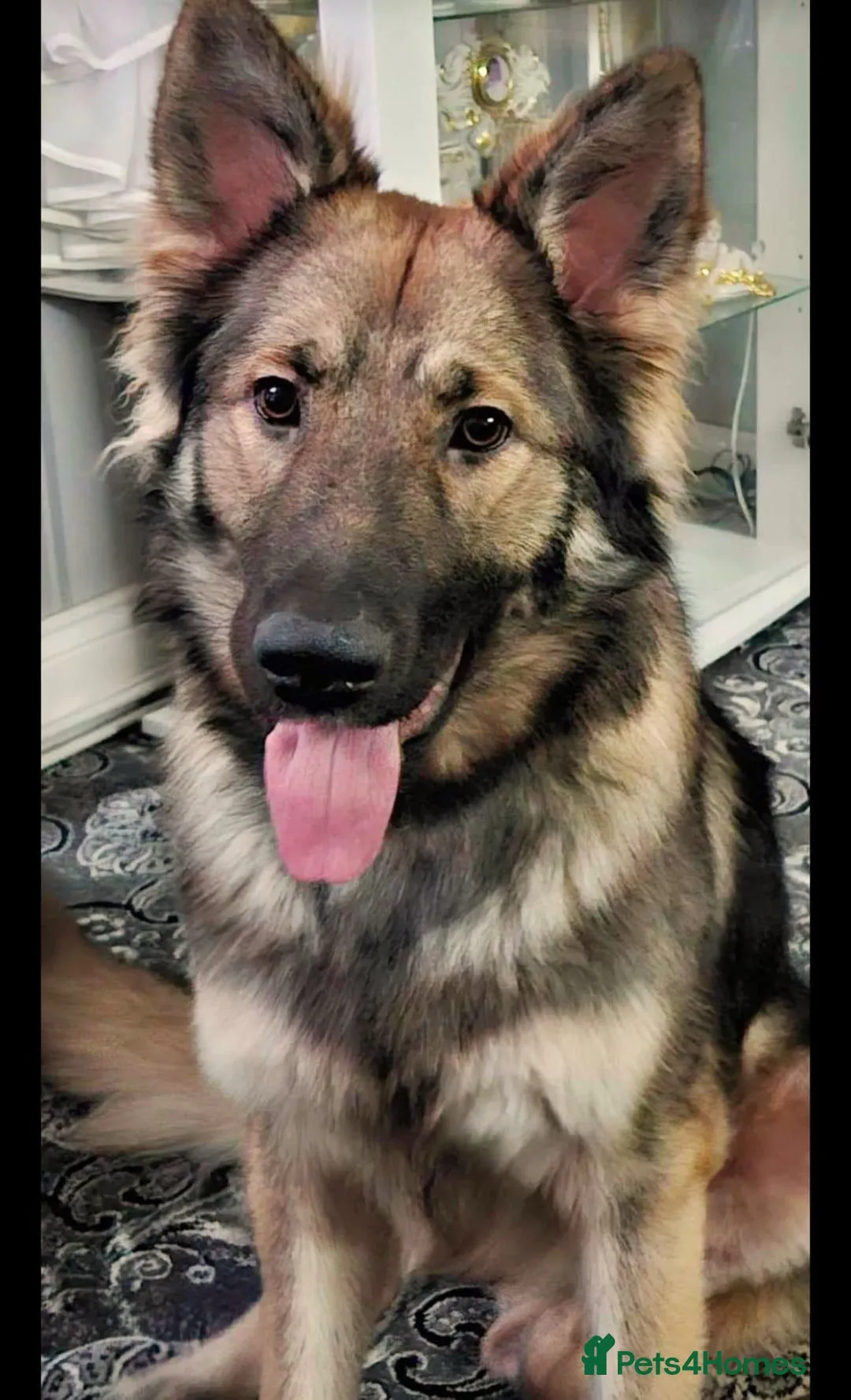 A golden shepherd puppy with a mix of golden and black fur, looking inquisitive.