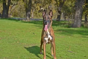 A grateful dog looking up during training session