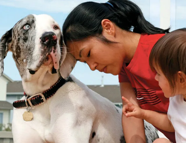 A Great Dane dog looking attentively at its owner