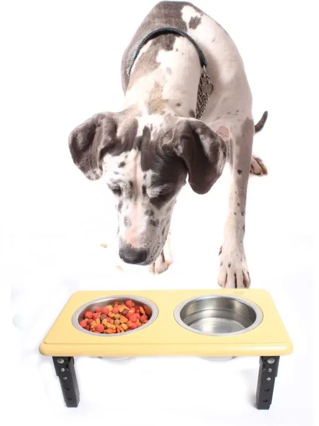 A Great Dane with spotted fur looking into a dog food bowl on a white background.