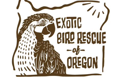 A Green Cheek Conure standing on a perch.