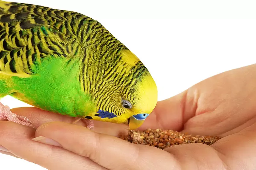 A green parakeet feeding from hand