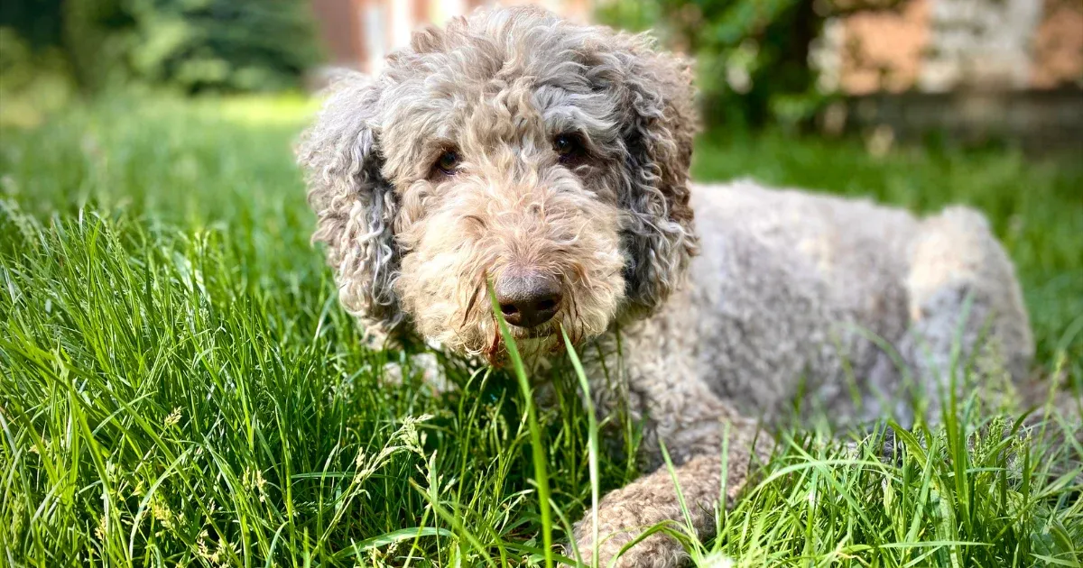A grey and brown Lagotto Romagnolo with a dense curly coat laying on green grass