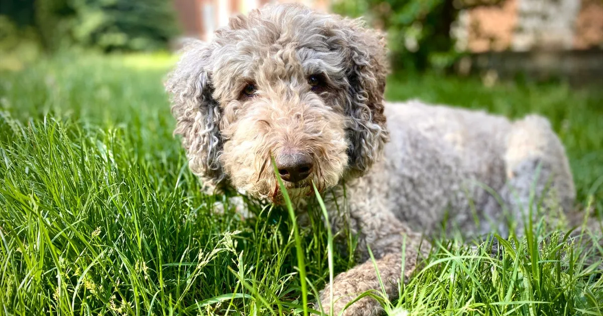 A grey and brown Lagotto Romagnolo with its characteristic dense curly coat, resting on green grass.