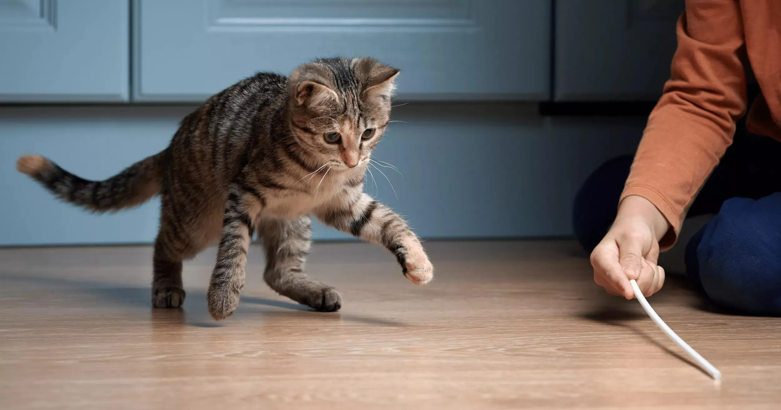 A grey cat playfully batting at a toy mouse held by a human hand.