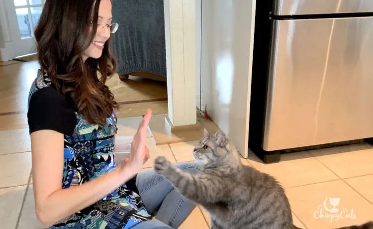 A grey tabby cat with a white chest attempting to "high five" during a clicker training session
