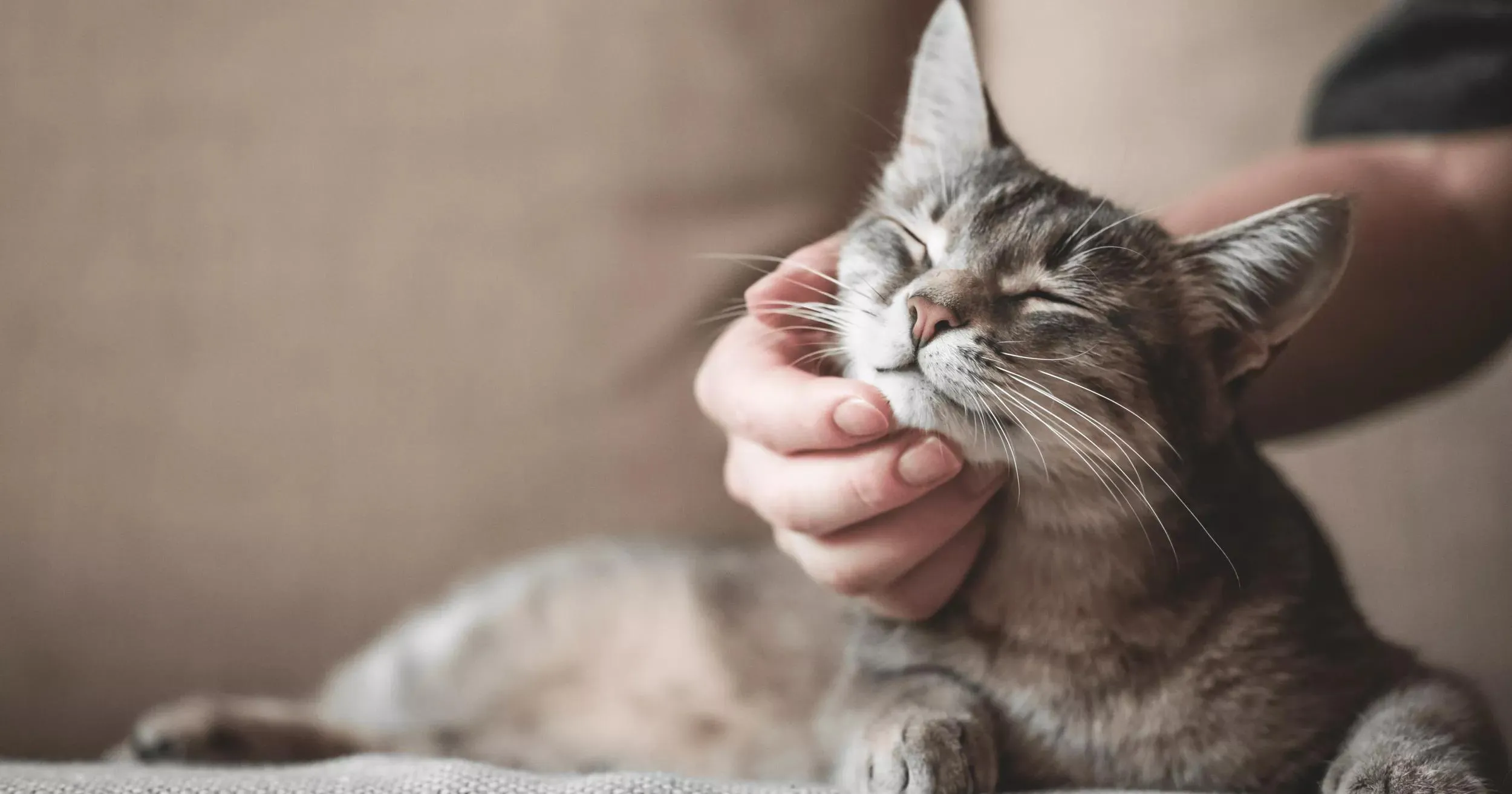 A grey tabby kitten sleeping peacefully in a soft, cozy bed.