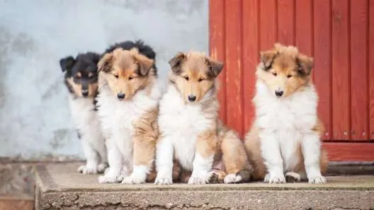 A group of adorable Rough Collie puppies sitting attentively outdoors in green grass, showcasing their fluffy coats and gentle expressions.